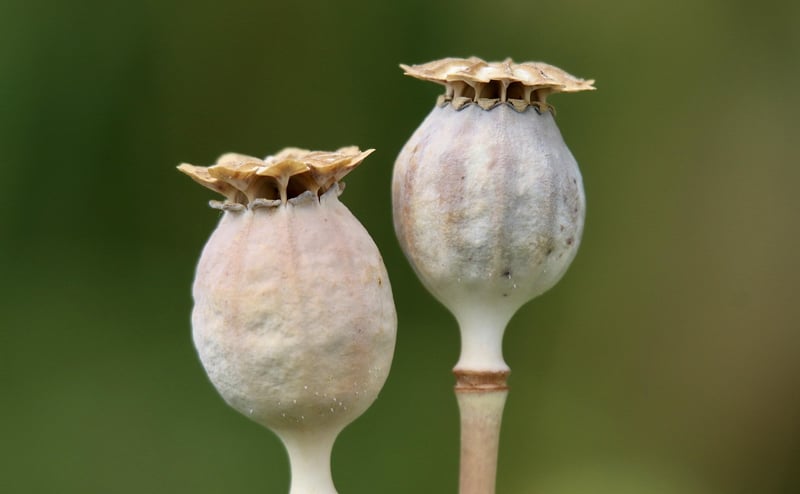 Plantable Seed Favors