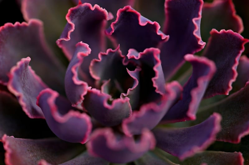 Succulent Favors